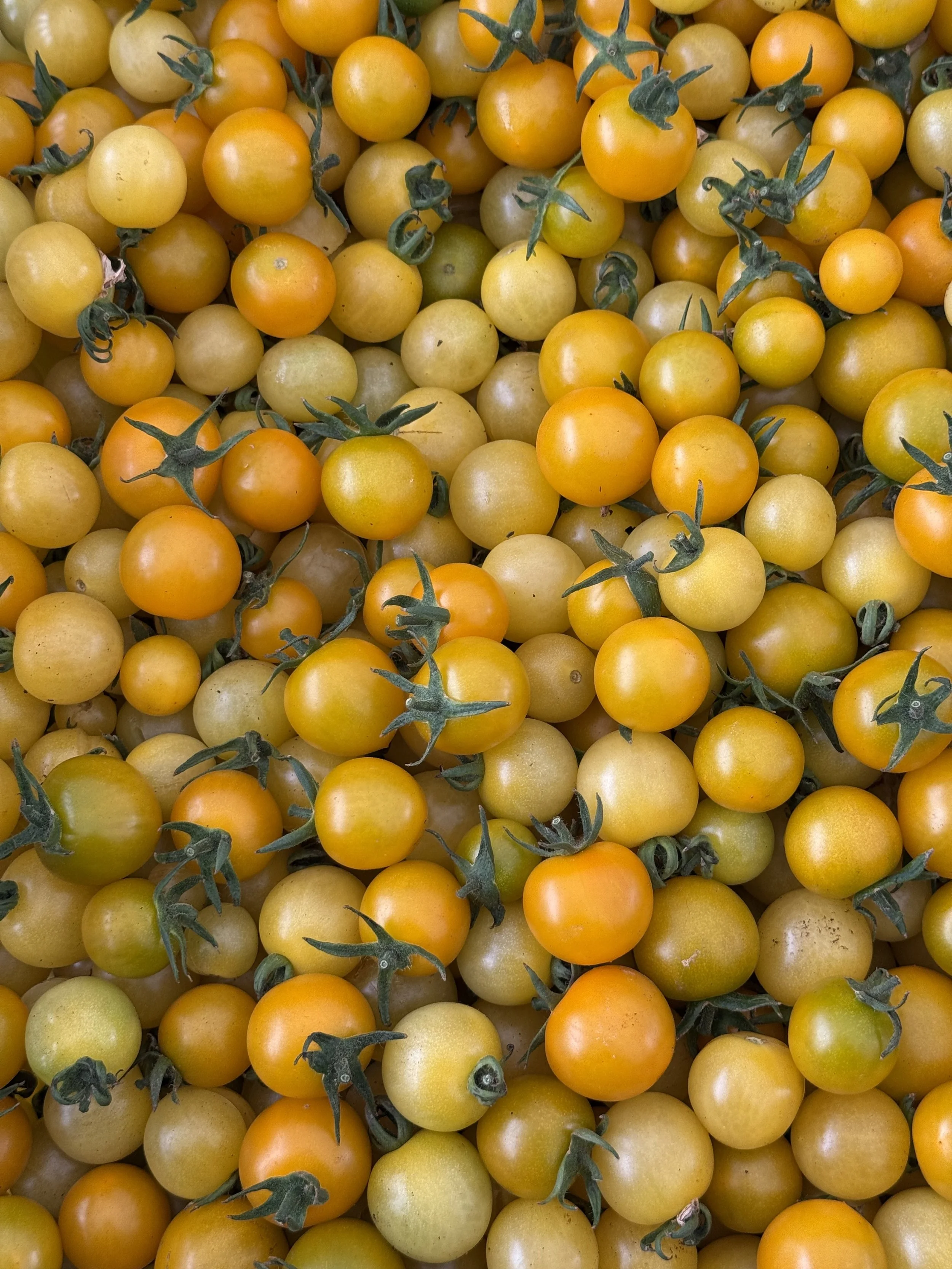 cherry tomatoes_feb 2026.jpeg