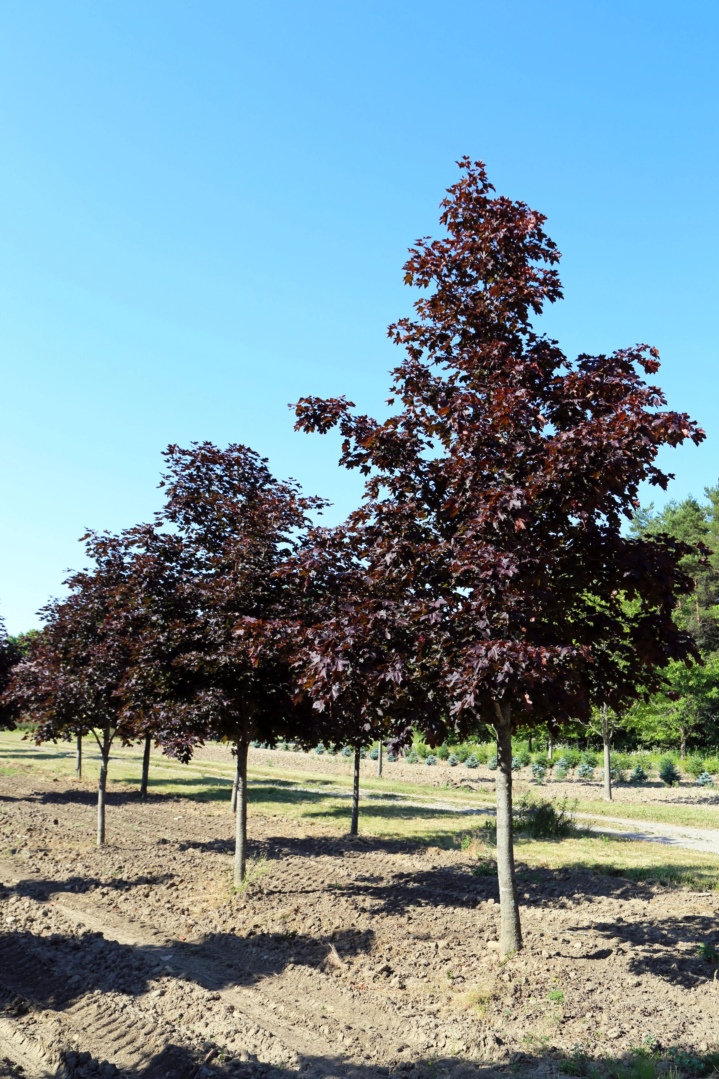 Large Trees for sale — J&J Trees