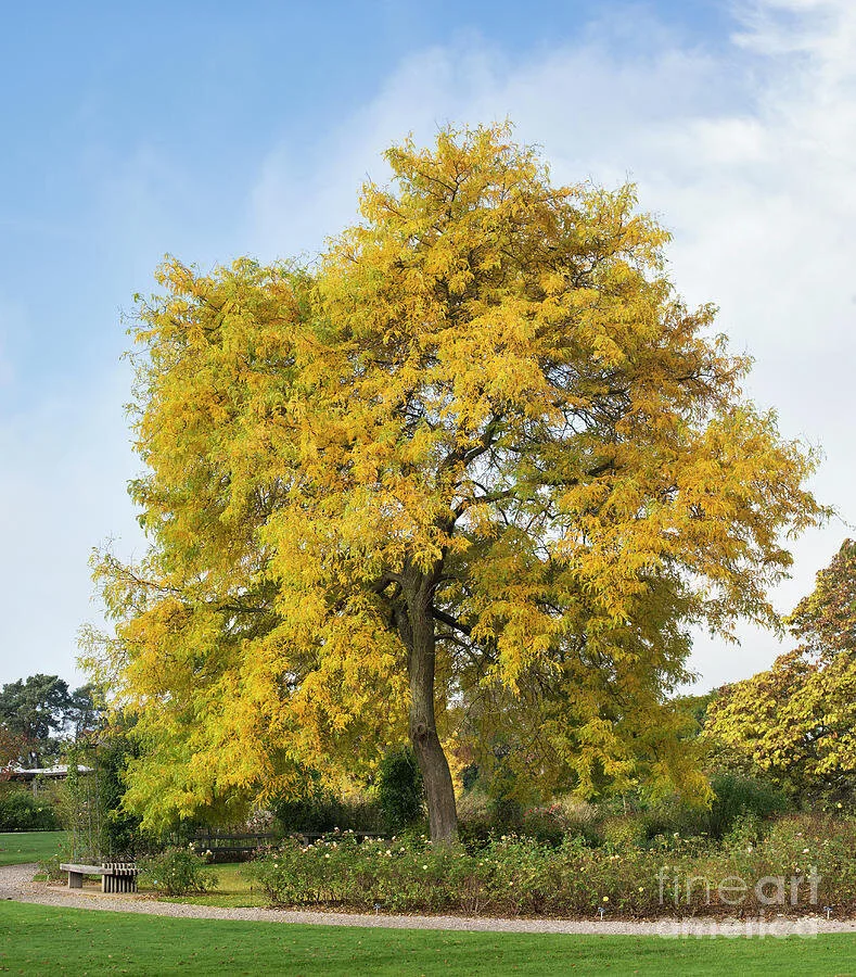 Large Trees for sale — J&J Trees