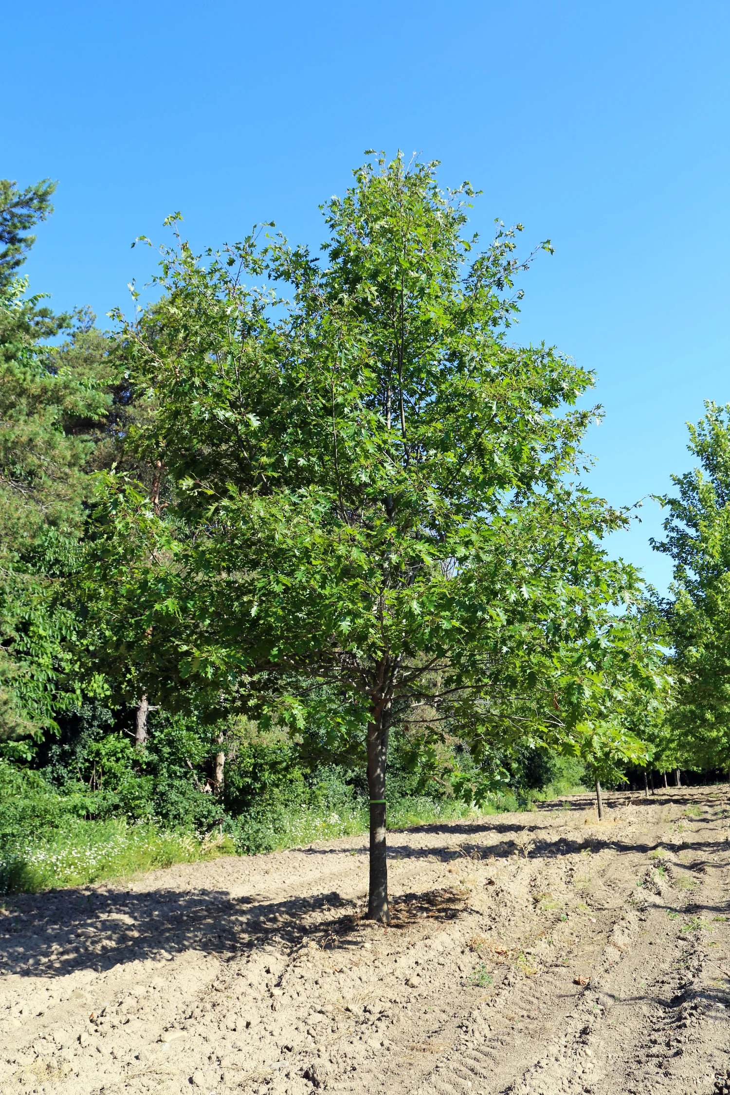 Large Trees for sale — J&J Trees