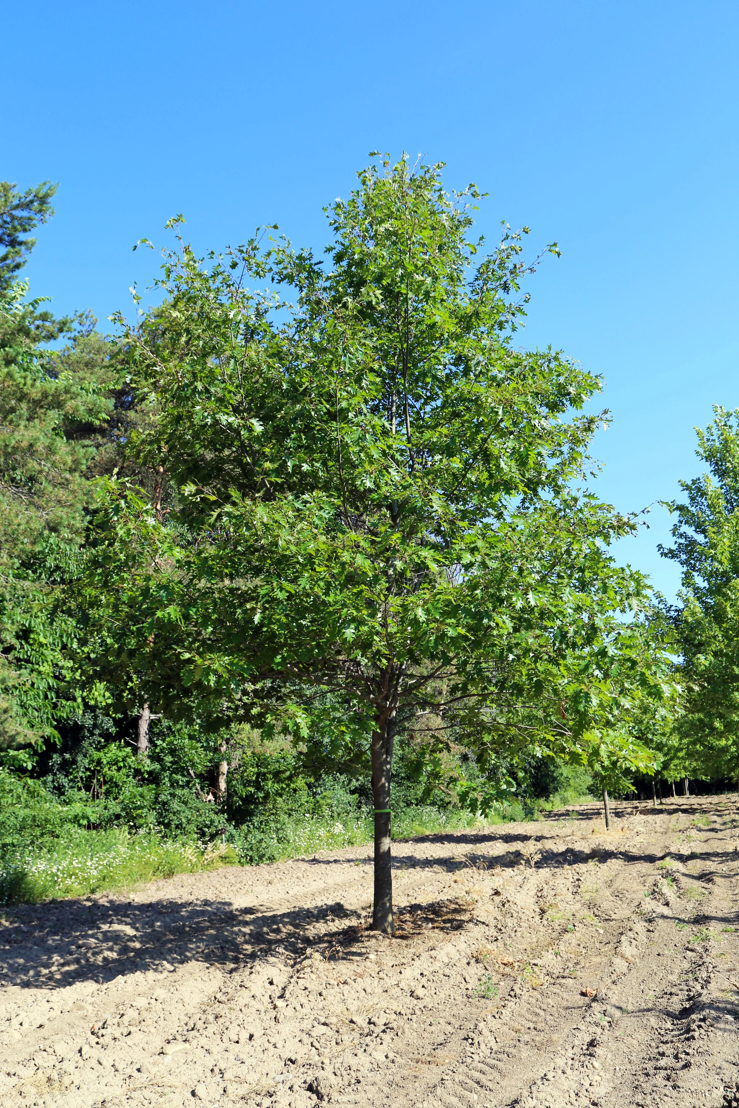 Large Trees for sale — J&J Trees