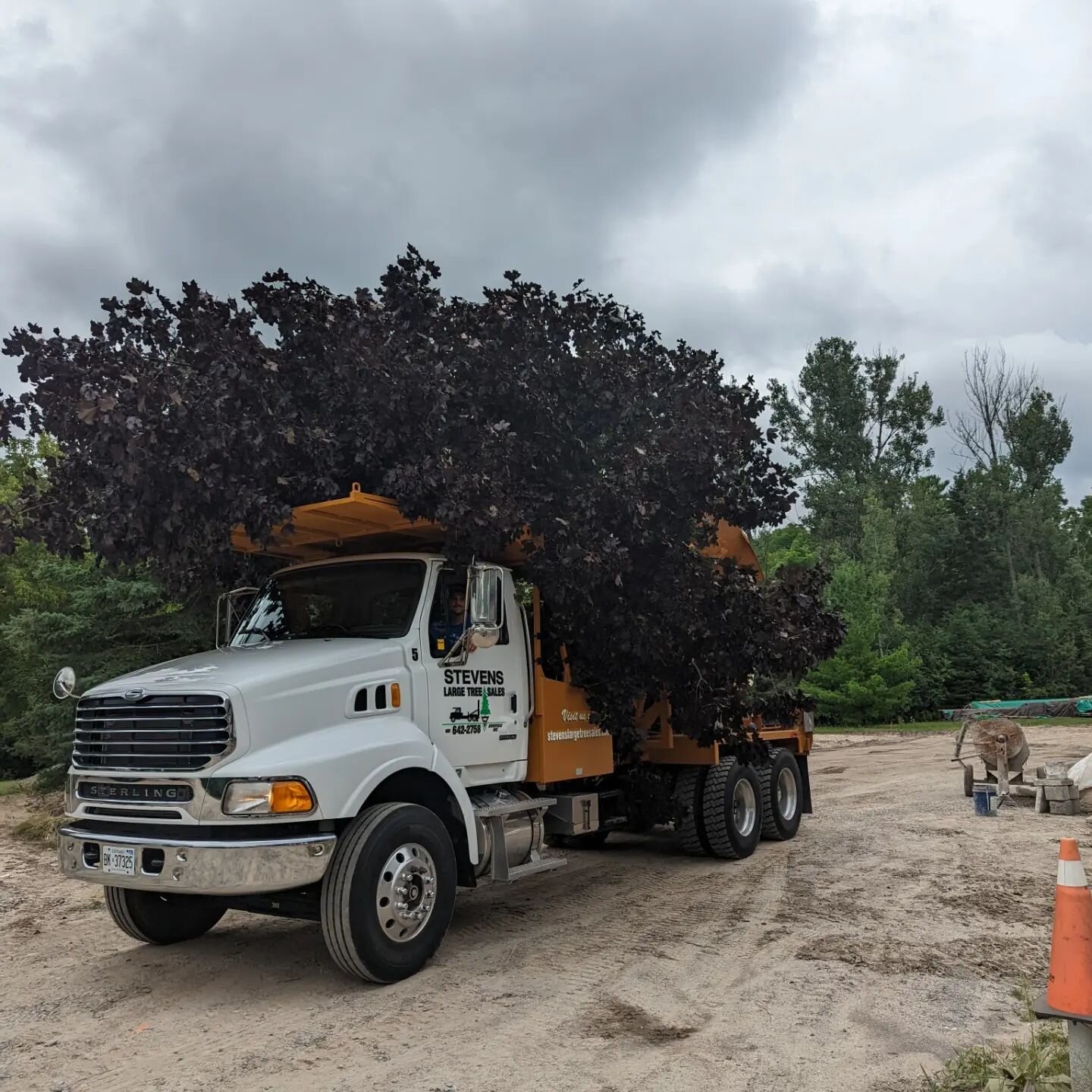 We relocated a large 8.5&quot; caliper Crimson King maple this morning. A new home build required this tree to be moved.