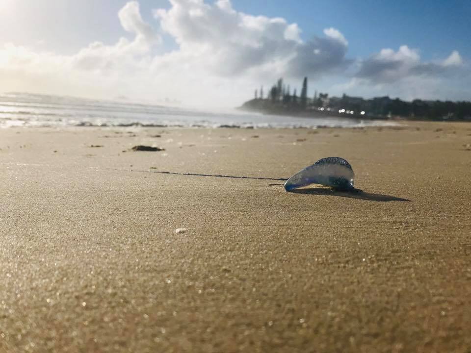 Bluebottles invade our beaches...