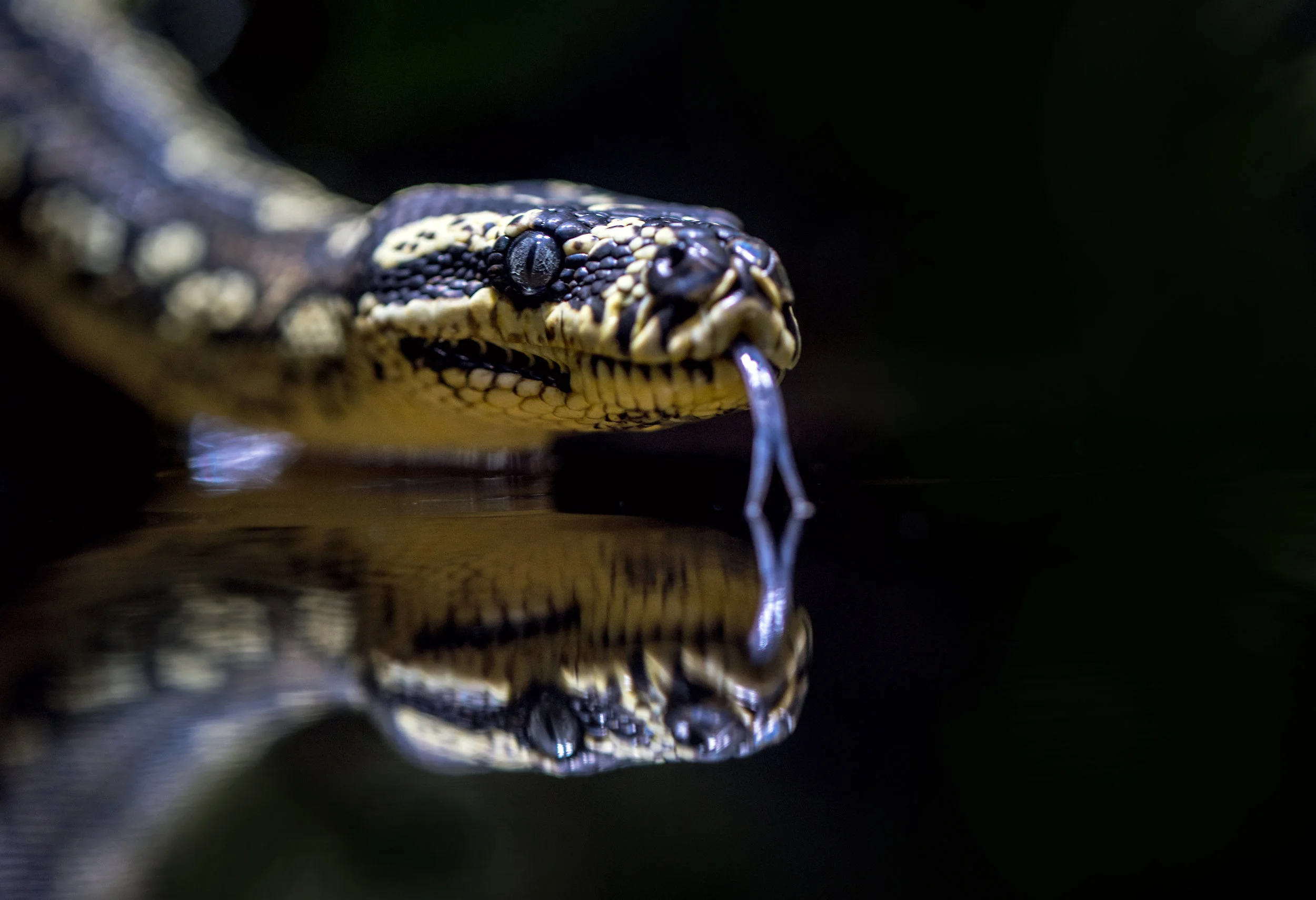 Snake sightings on the Sunshine Coast....