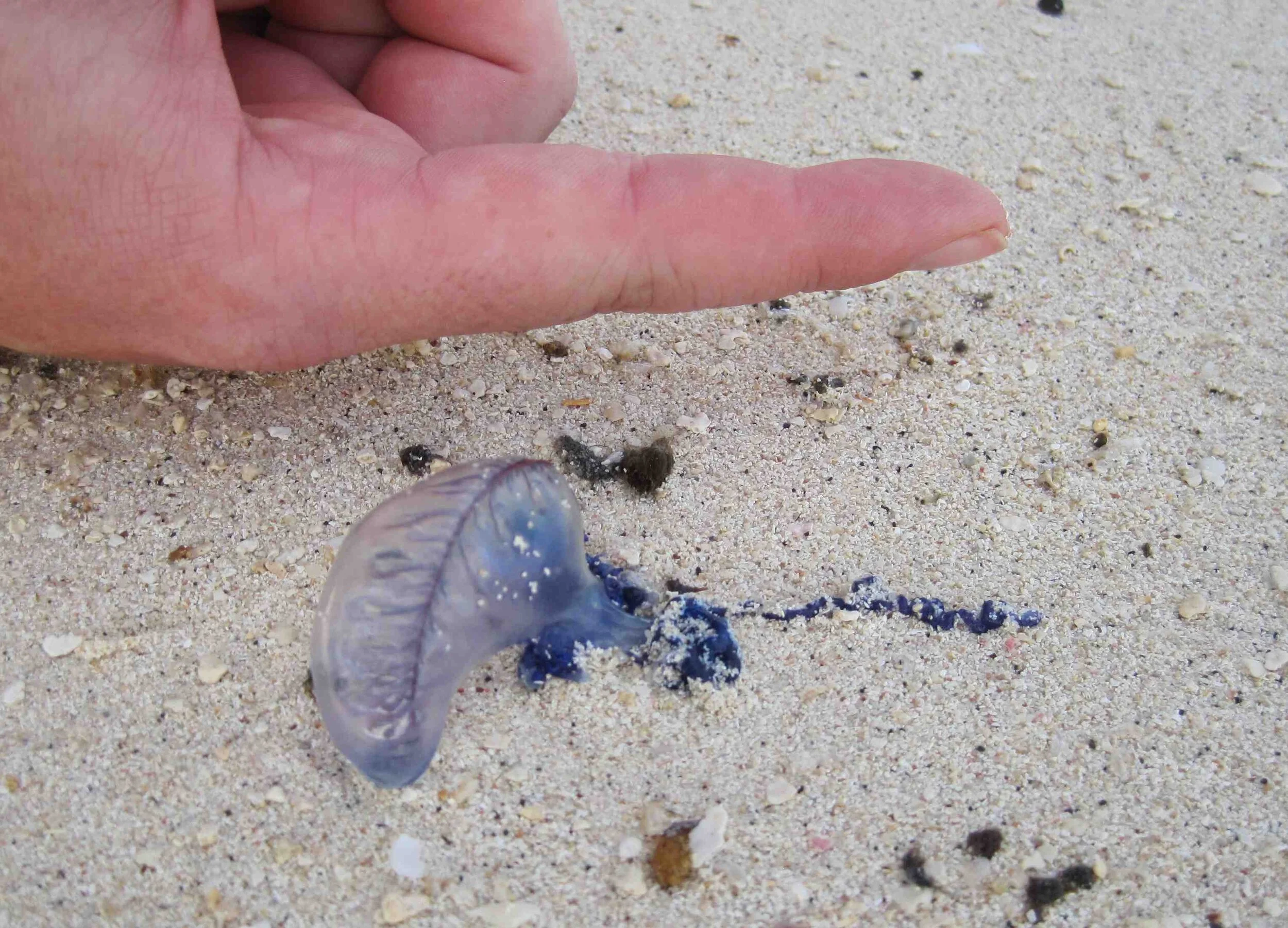 Bluebottles are riding the waves