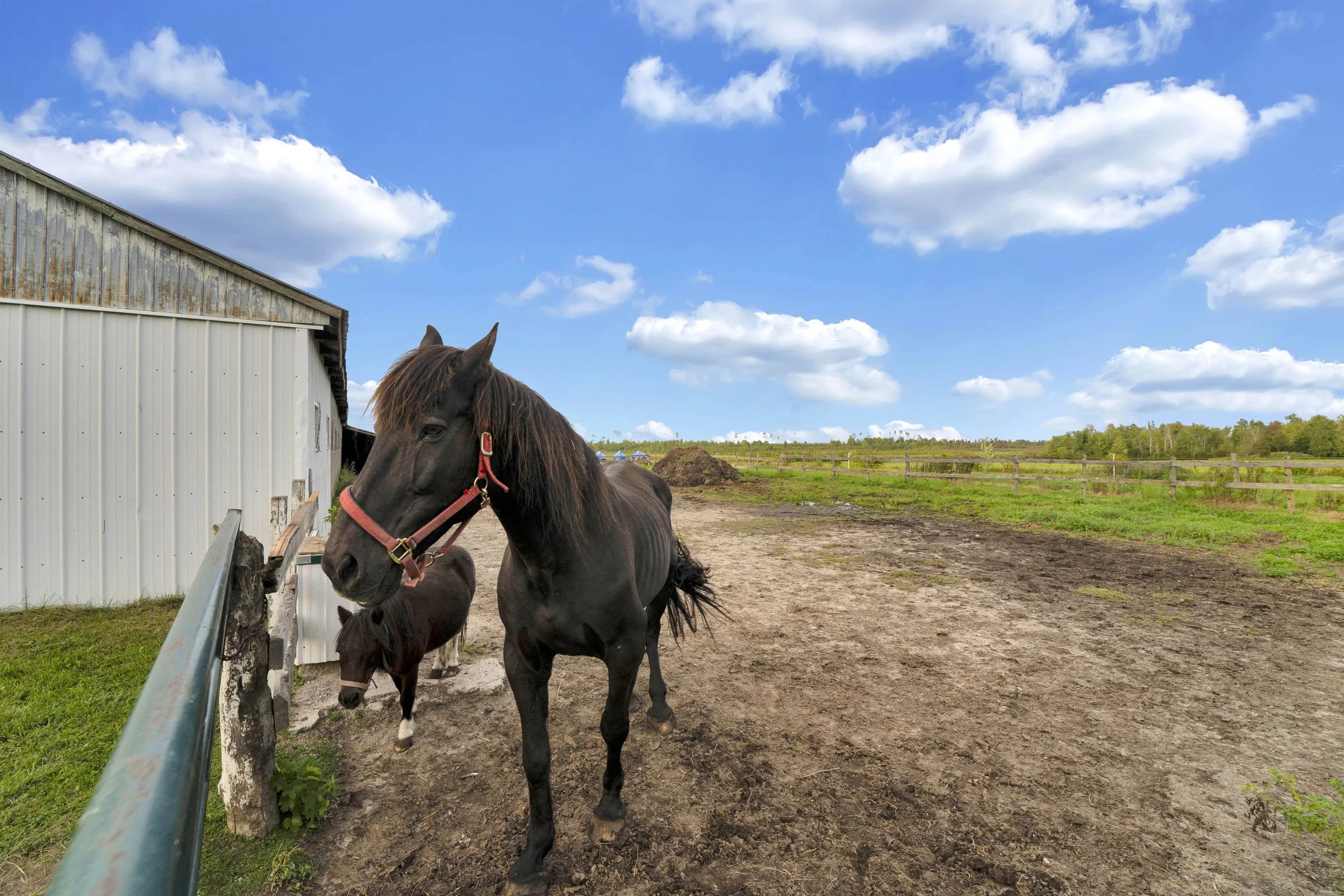 Black horses with red halters standing near a white metal-siding barn on a farm, with green grass, a wooden fence, and a partly cloudy blue sky.
