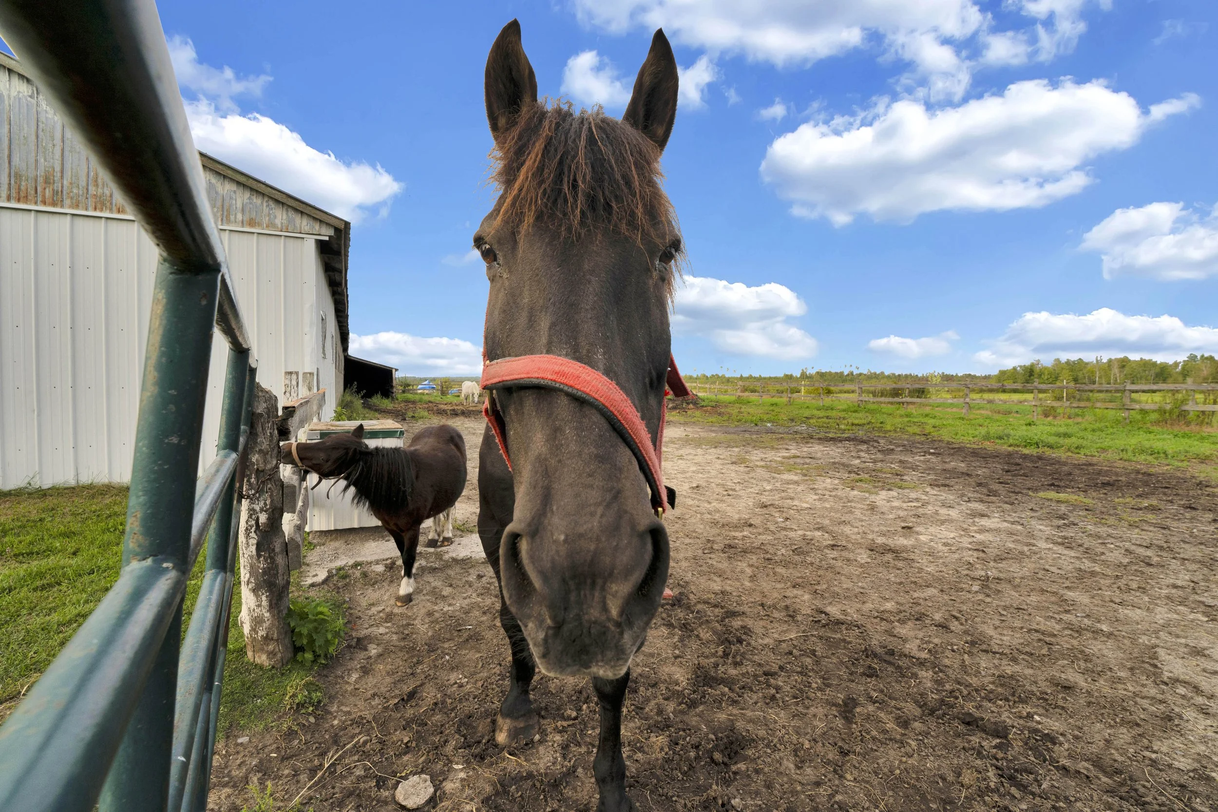 Close-up of a brown horse with a tangled mane wearing a red halter on a farm, with a barn and other horses in the background under a blue sky with scattered clouds.