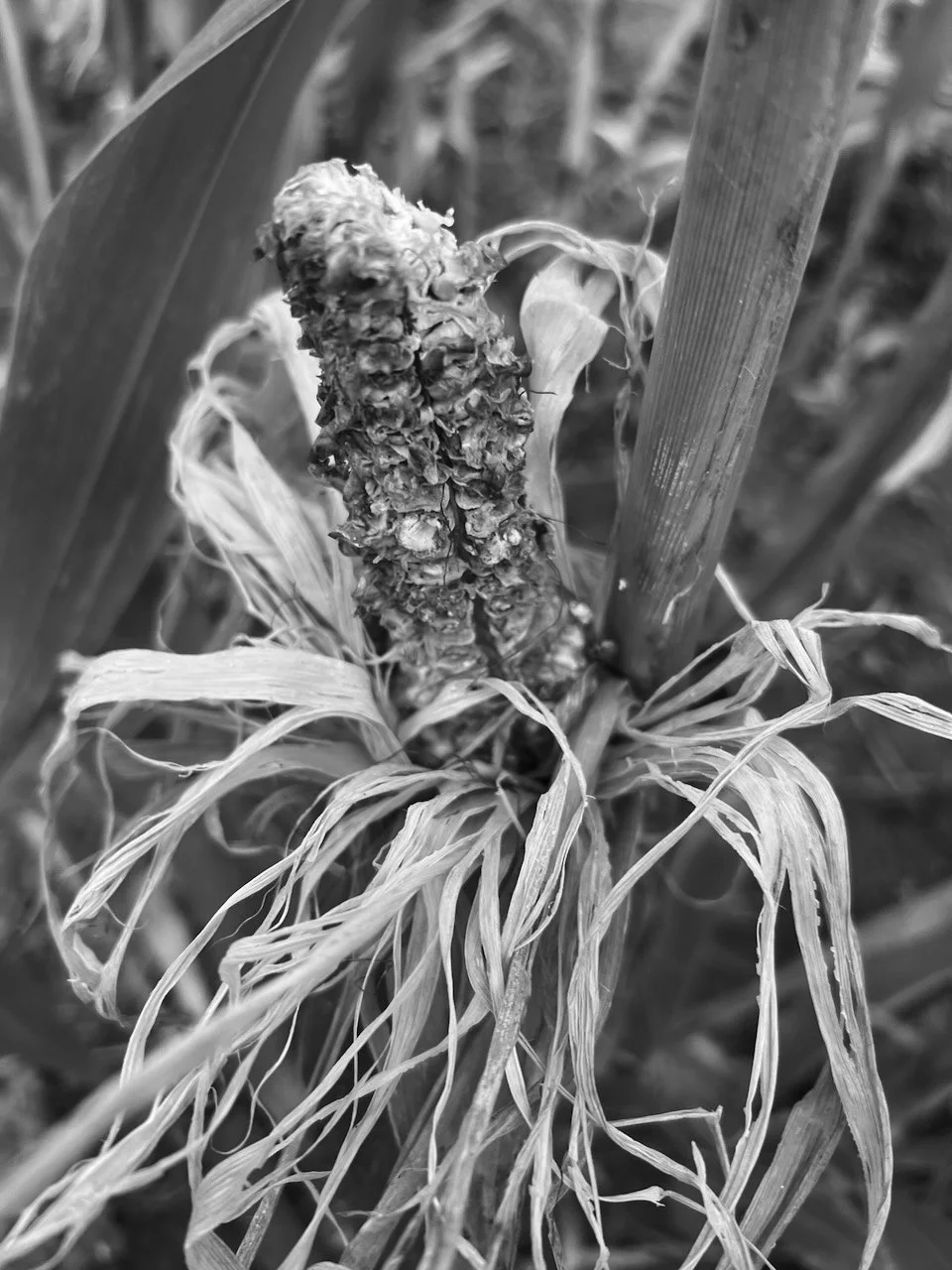 BBrown _Harvest_2025.jpeg