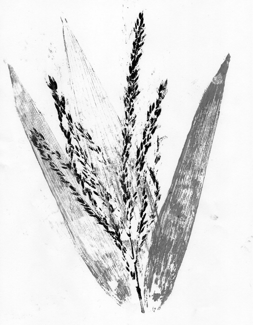 BBrown_ Leaves and Tassel_ink on paper .jpeg