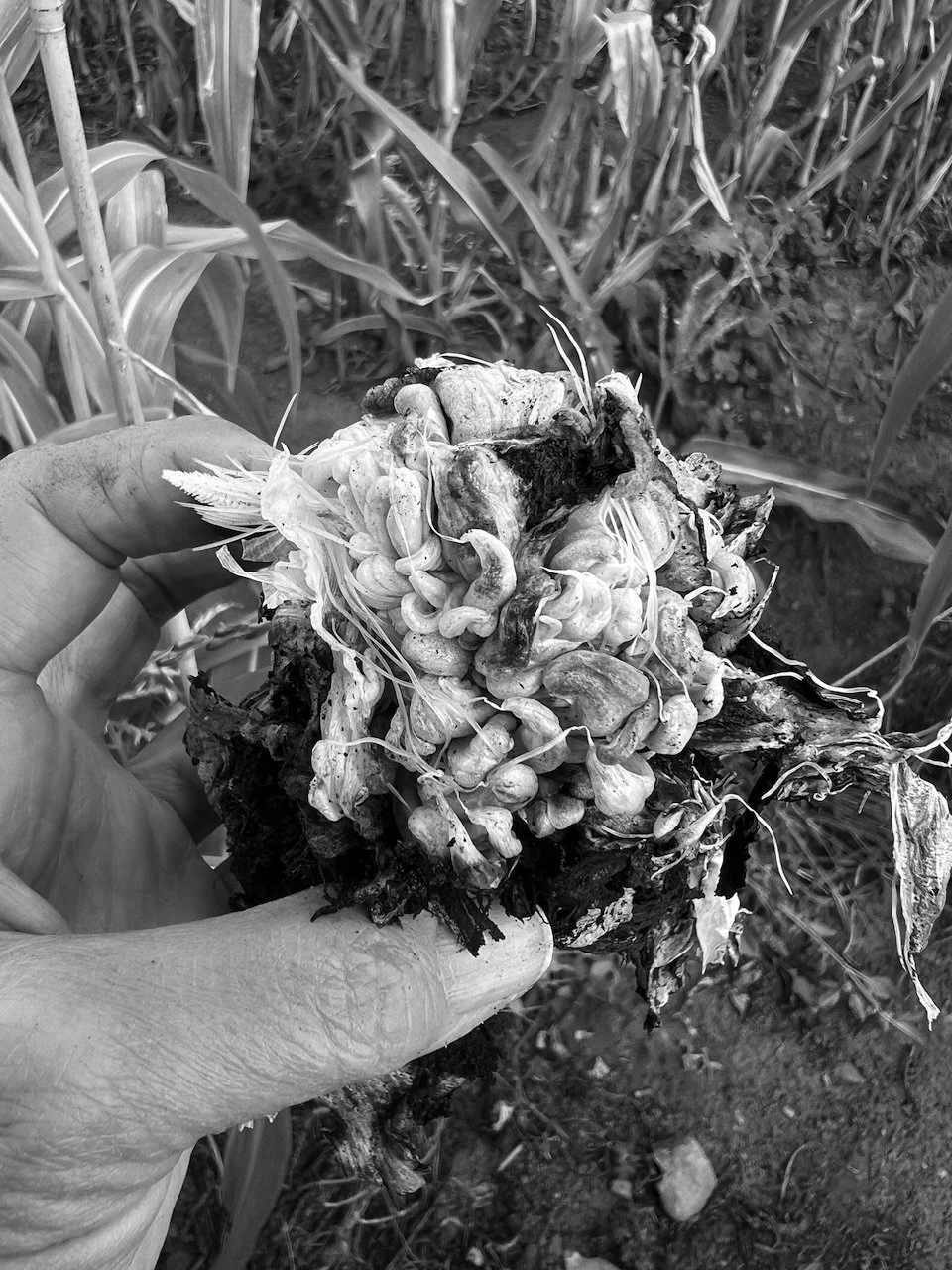 BBrown_Huitlacoche_2025.jpeg