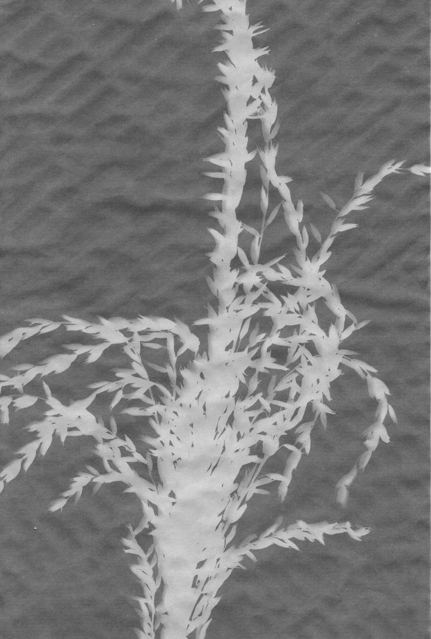 Willow Sharp_Corn Tassel_Cyanotype.jpeg