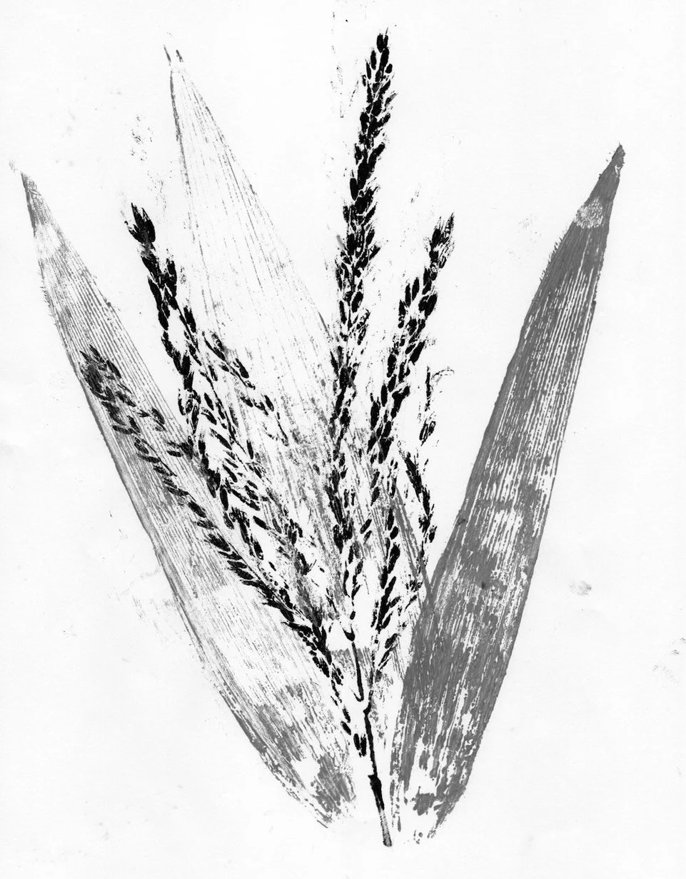 Becoming Maize