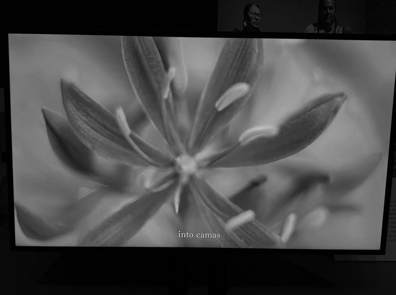Camas flower.jpeg