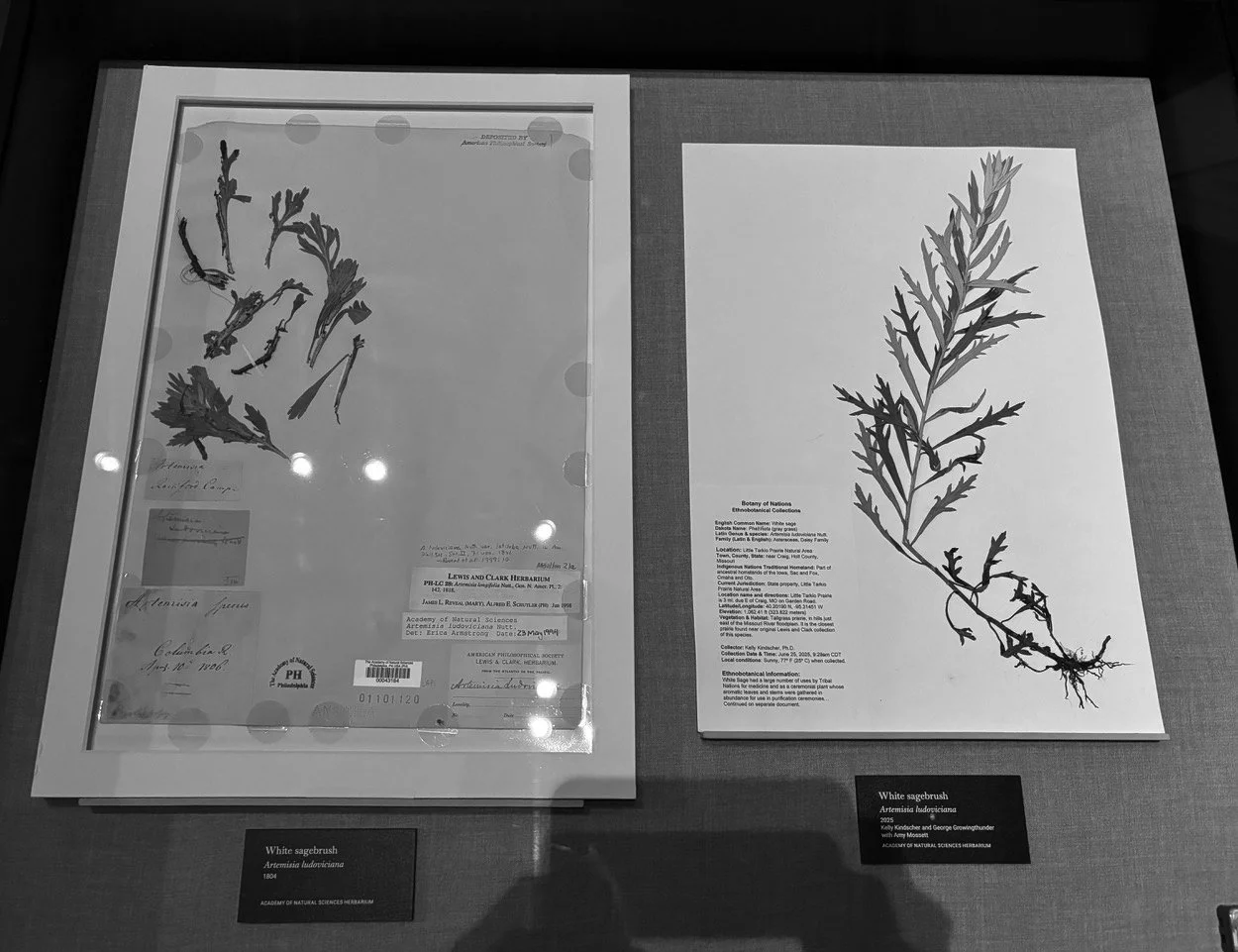 Sage-herbarium.jpeg