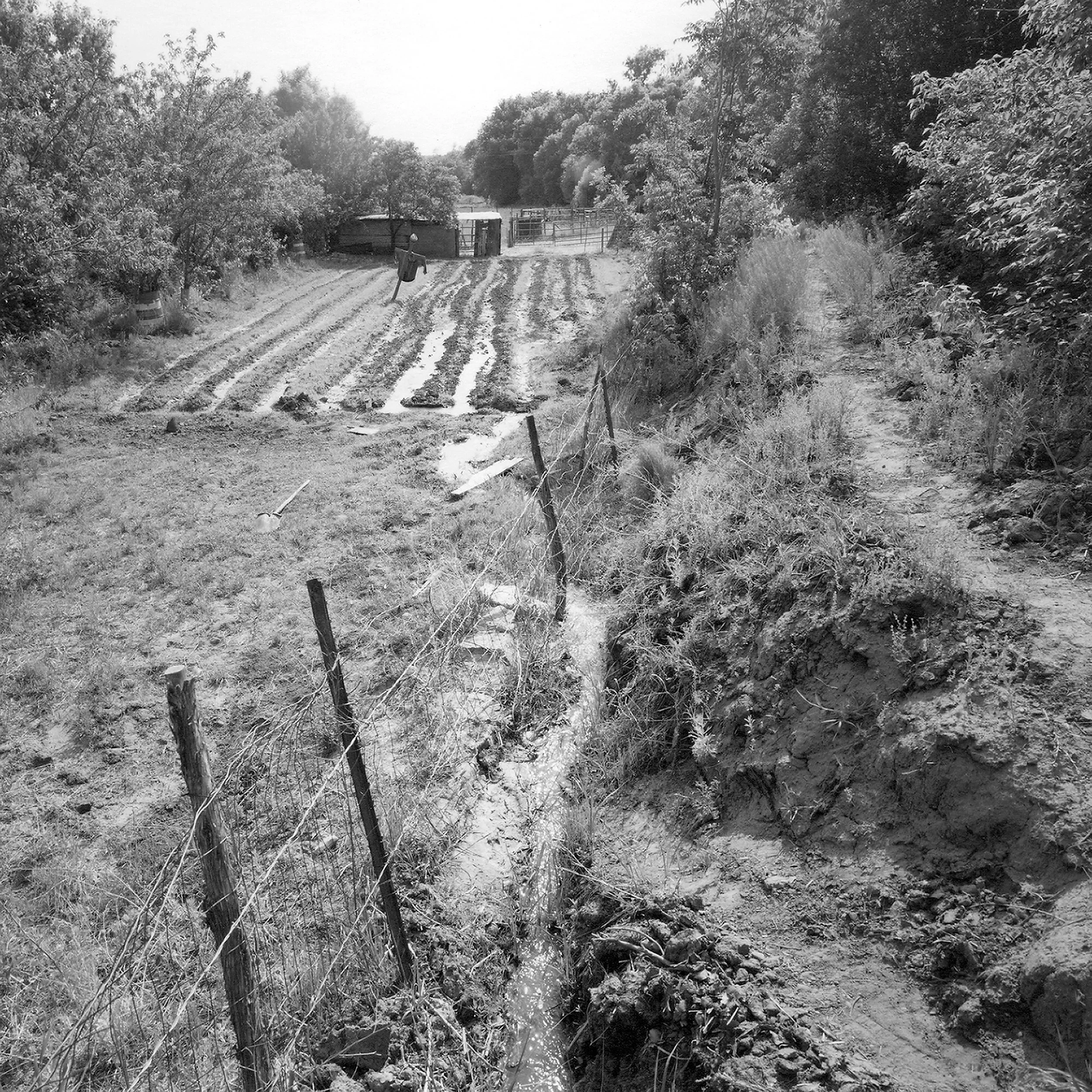 Macario_s Little Field.jpg