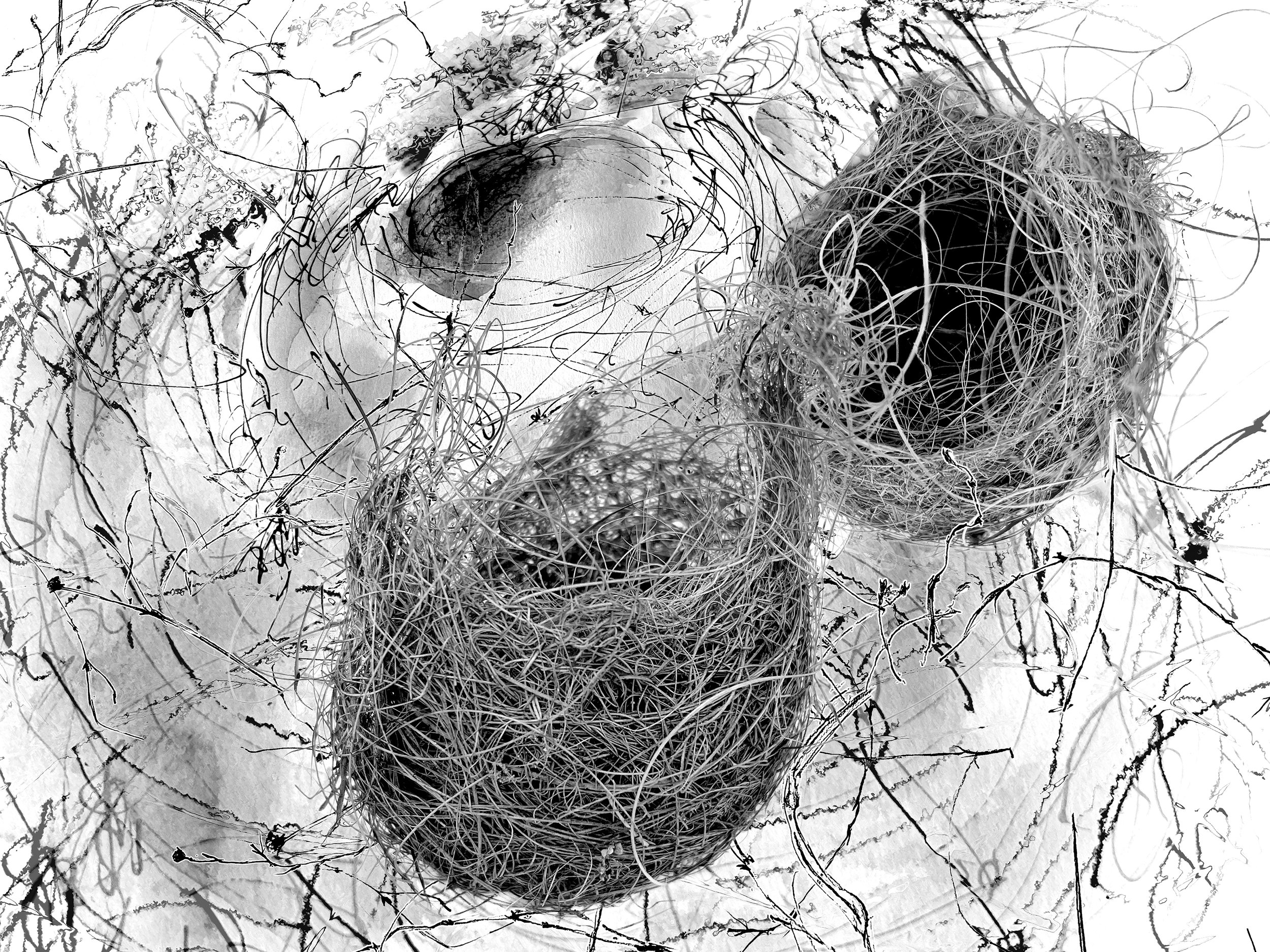 2_2 Nests 1 Drawing.jpg