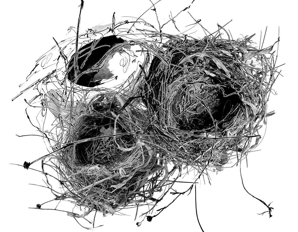 Monicas Nest.jpeg