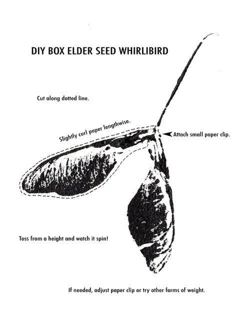 SAMARAS of the FEMALE BOX ELDER (Acer negundo)