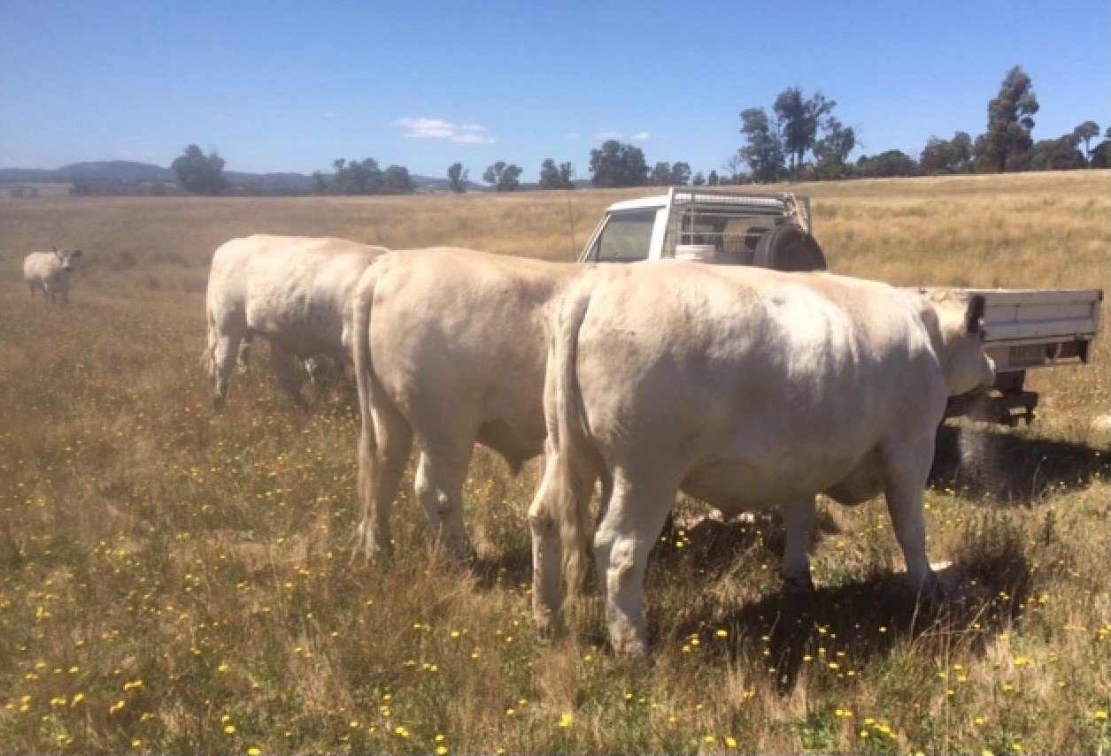 Strathbogie General Store_cattle.jpg