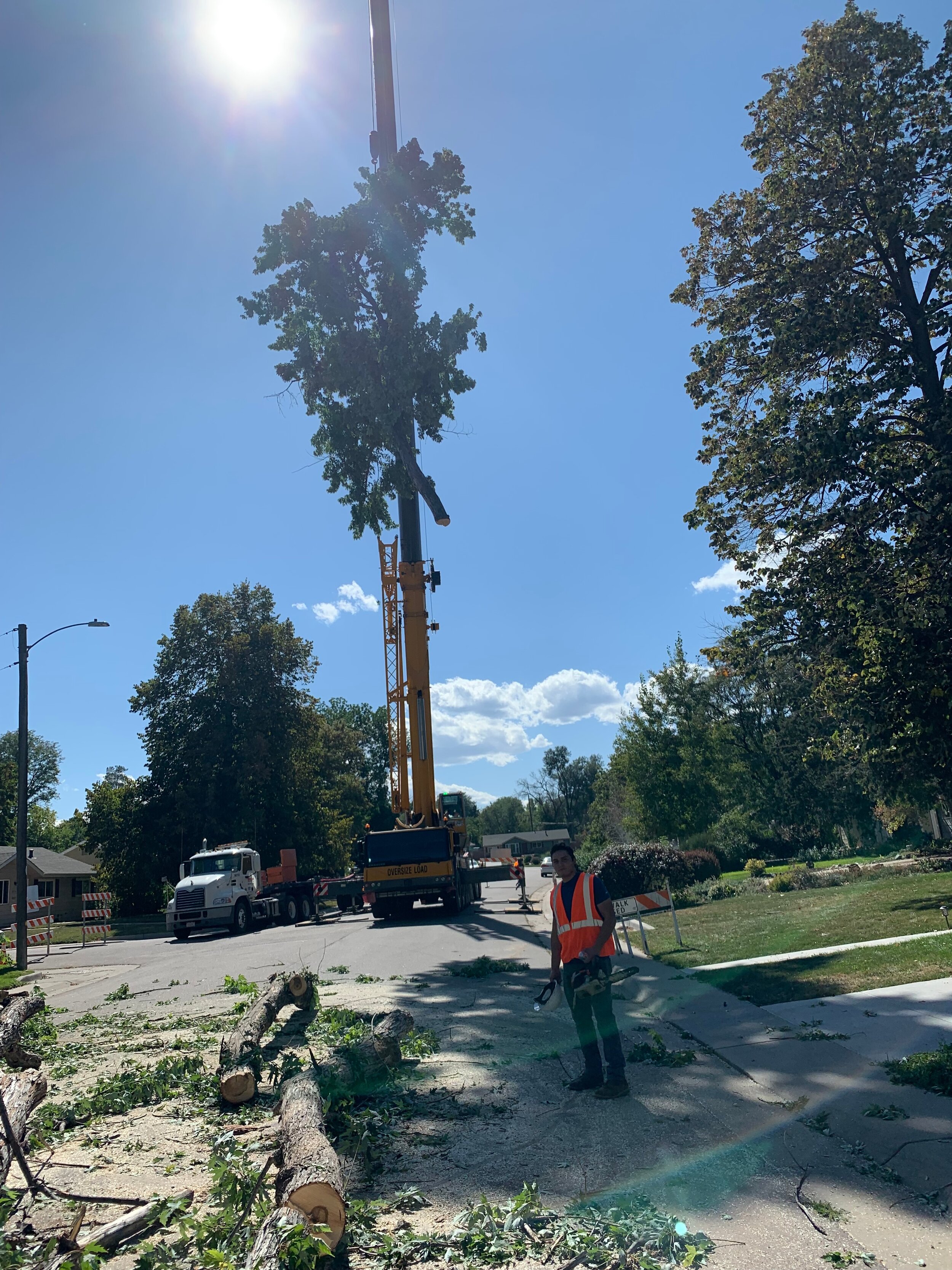 Tree Service Greensboro