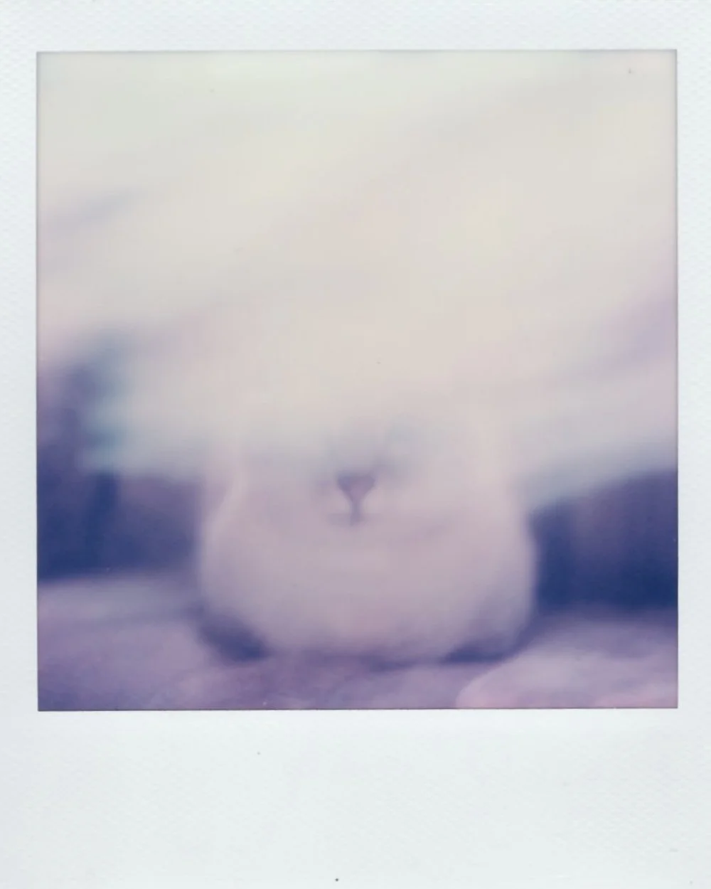 polaroid color 04.jpeg
