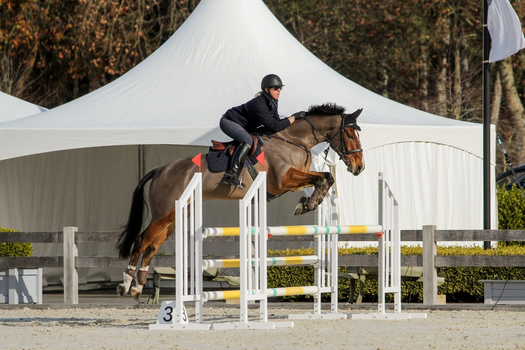 Showjumping Practice Day