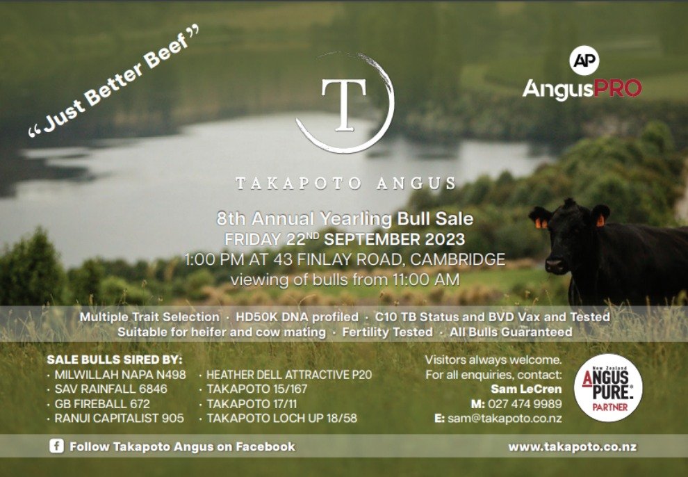 Angus Bull Sale