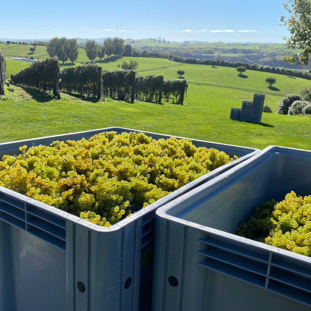 🌞🍇 Harvest time is here, and the vineyards are bursting with ripe Chardonnay grapes! 

#takapotoestate #winemaking #chardonnay #harvest #harvesttime #vineyard #handpicked #boutiquewines
