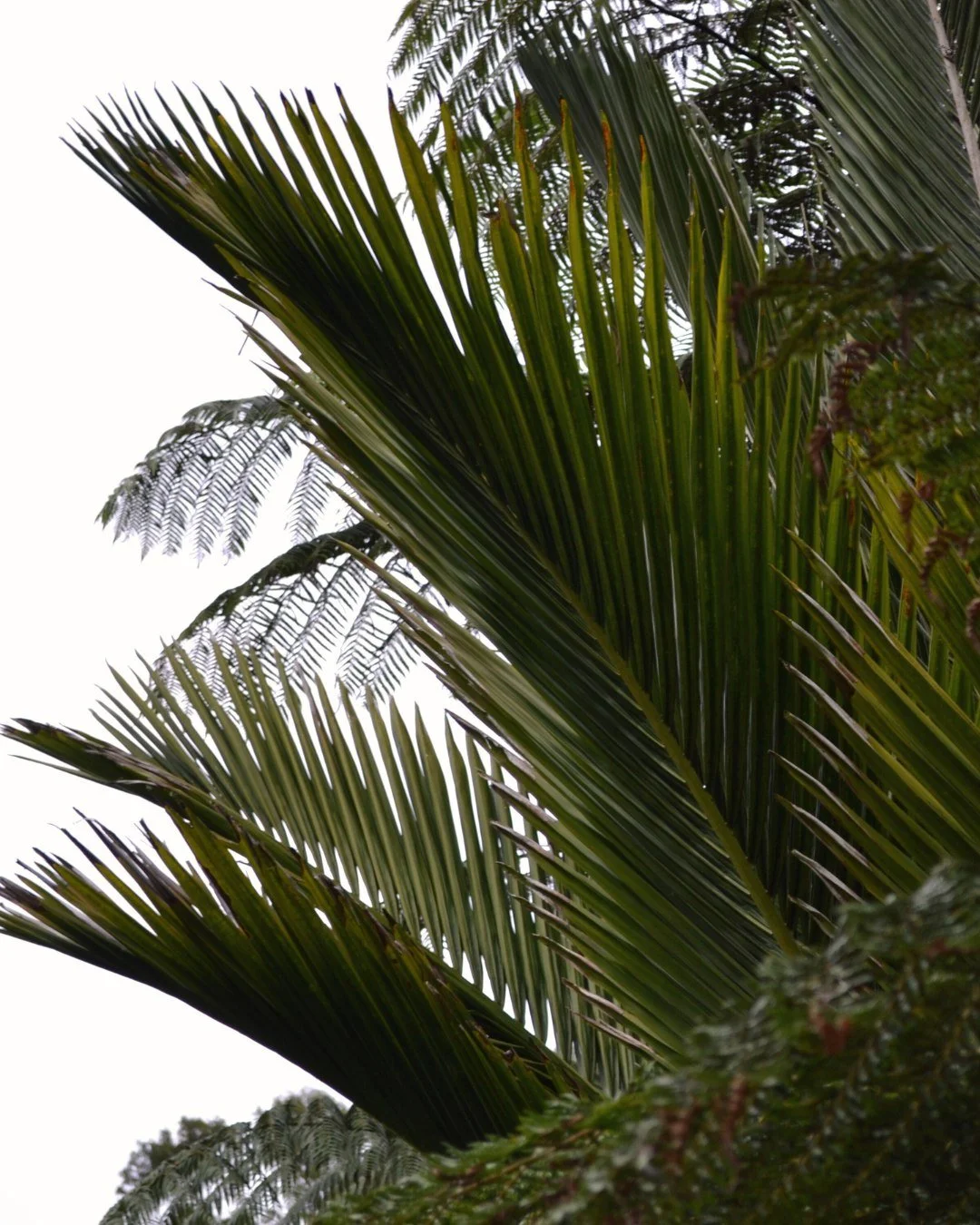 🌿Only two more chances to take a Takapoto Tour before the year ends!

🍃 This Thursday, 9-Oct: Walking Tour (3 hours) including morning tea. 10am - 1pm, $45pp.

🌸🐎 Saturday 1 November: Self-Drive Tour (morning tea included) + enjoy the cherry blos