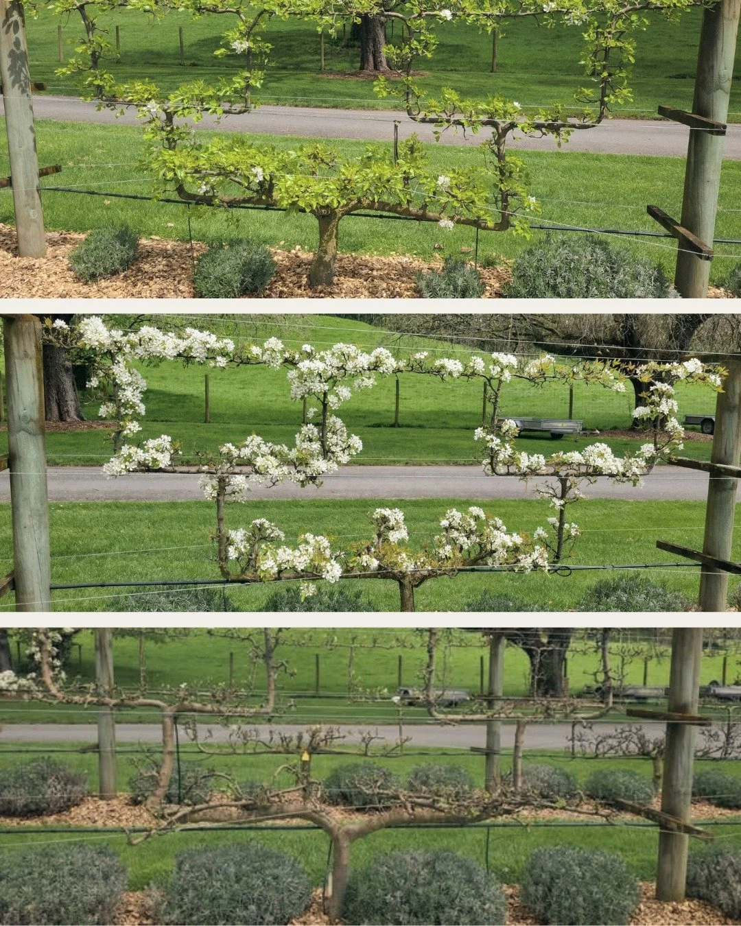 Our Garden Gurus have been sharing their latest updates, and it’s no surprise to hear that the espalier fruit trees are always a point of interest on our Takapoto Tours!
Here at Takapoto Estate, we have apples, pears, and plums trained into be