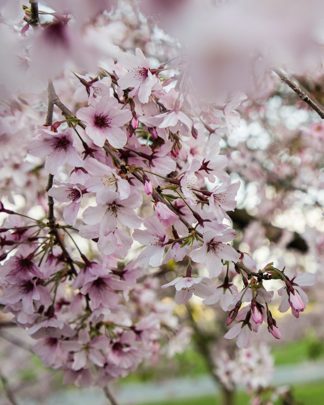 Coinciding with the Spring Cups Showjumping event this Saturday, join us for a Self-Drive Tour of Takapoto Estate - bookings essential ($45 per person). 
🌸 Perfect for garden lovers! Explore our eco-initiatives, pest control methods, conservation e