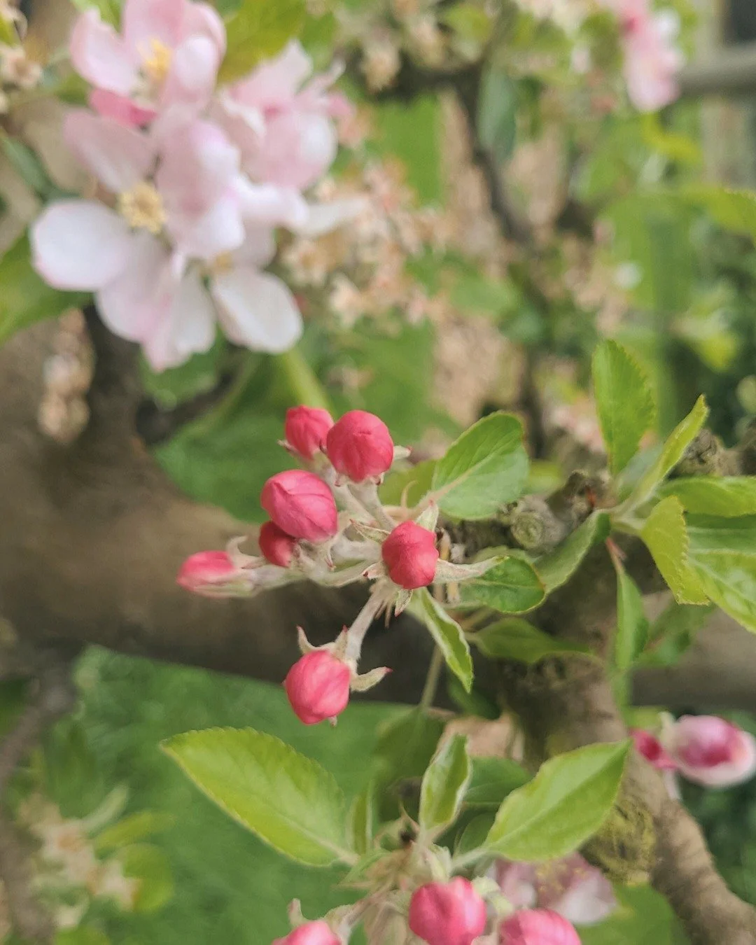 Simply some blossoms from our apple espalier, and tiny baby blueberries 🥹🫐🍎

You're welcome! 

#gardens #takapotoestate #sustainablegardening #ecosanctuary #greenfinger