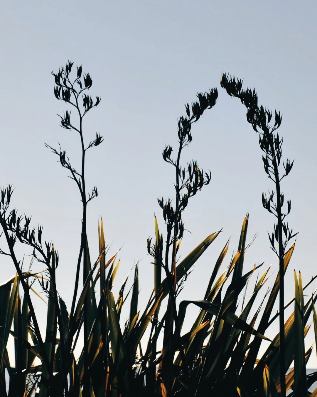 Due to popular demand, we've added two more Takapoto Tours to the calendar before the end of the year!

🚗 Self-Drive Tour, November 27, 2025. 10 am - 12pm
🚶&zwj;♀️ Walking Tour,  December 11, 2025. 10am -  1pm

Takapoto Tours are a great way to dis
