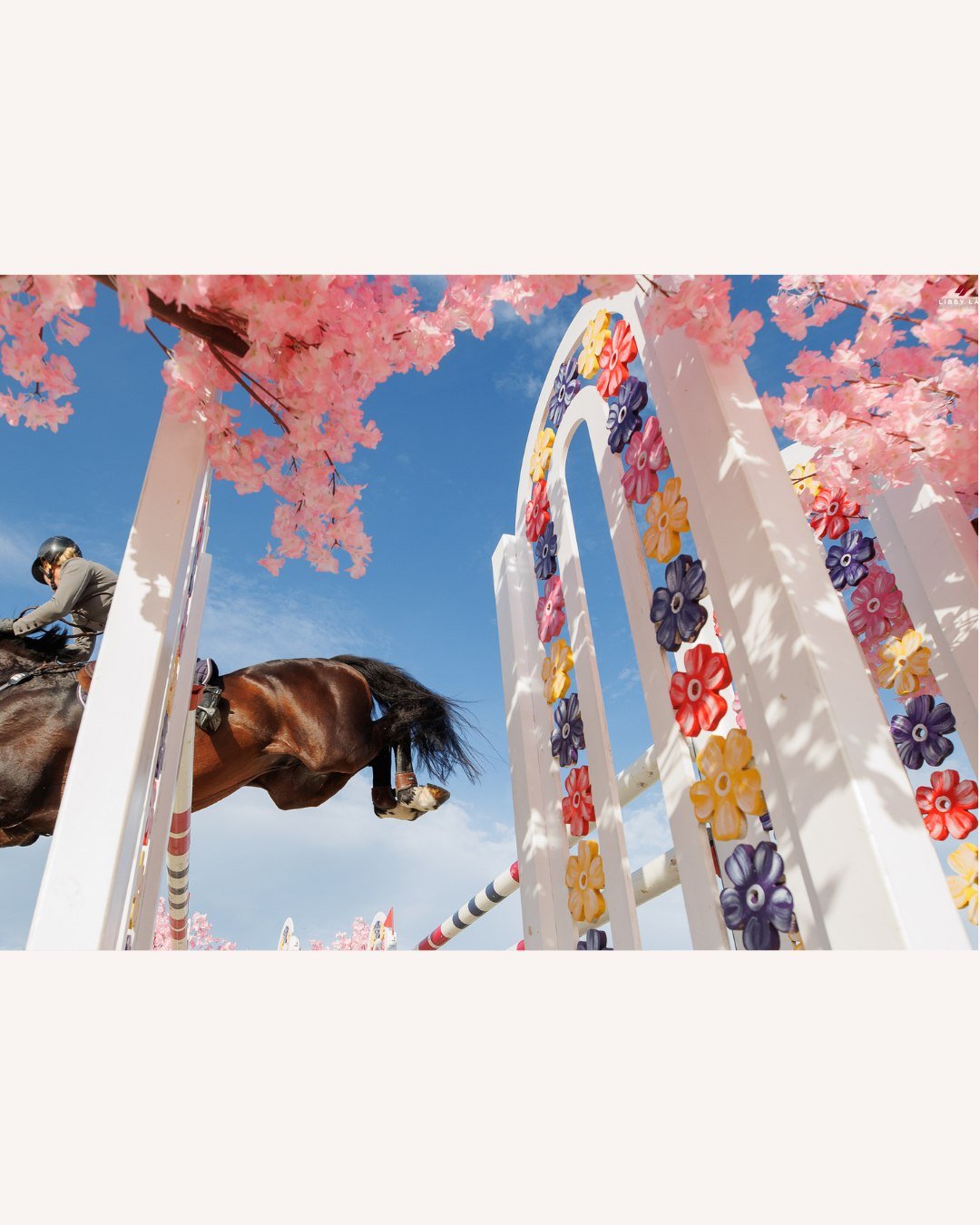 Fabulous hero shot by @libby_law_photography summing up the series win by Julie Davey and LT Holst Freda 😍🐎 FEI Jumping World Cup&trade; Qualifier (NZ League Final) 2026!

Libby's photo gallery link is now added to bio so you can browse and buy you