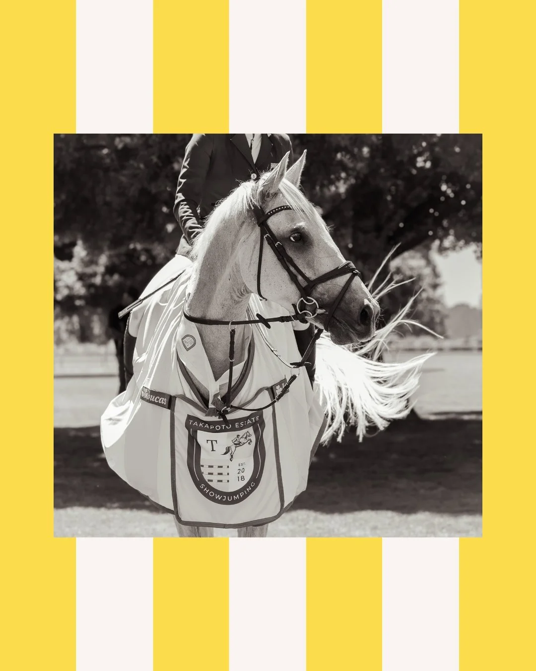 Horse sport is not for the faint of heart. Behind every round at Takapoto Classic are years of unseen work - early mornings, late nights, small wins, setbacks, and the kind of passion and determination that keeps you coming back.

Horse and human mus