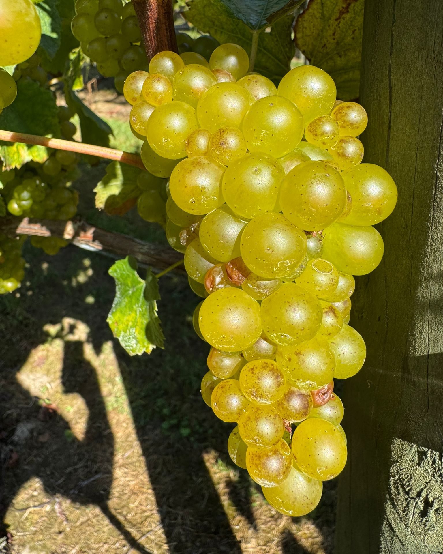 Alex is out in the Chardonnay block at Takapoto Estate today, taking bunch samples to create a composite harvest juice. To get an accurate snapshot of the fruit, bunches are picked from all parts of the vine - the sunny and shady sides (AM/PM), from 