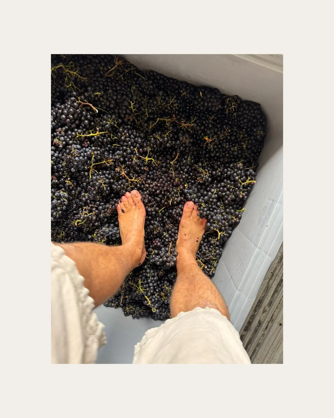 It's toes and pinots season at Takapoto 📷🍇 Alex and the winemaking crew are deep in harvest mode. Once those grapes are picked, there's no time to waste. We do things the old school way here, getting things started with the foot press.