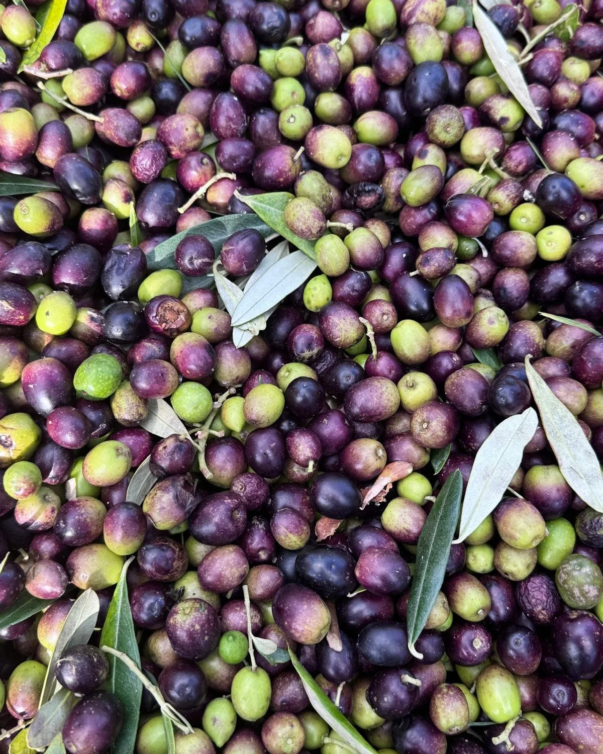Did you know we produce our own olive oil here at Takapoto Estate? We were out among the trees today harvesting for the next pressing. Alongside honey from our hives and seasonal fruit and veg from the garden, our cold-pressed oil is part of the welc