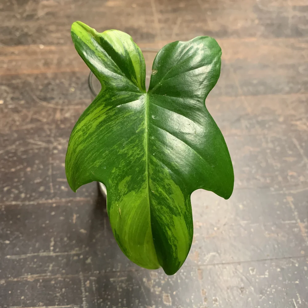 Variegated Pedatum Philodendron  Dirty Plant Ladies