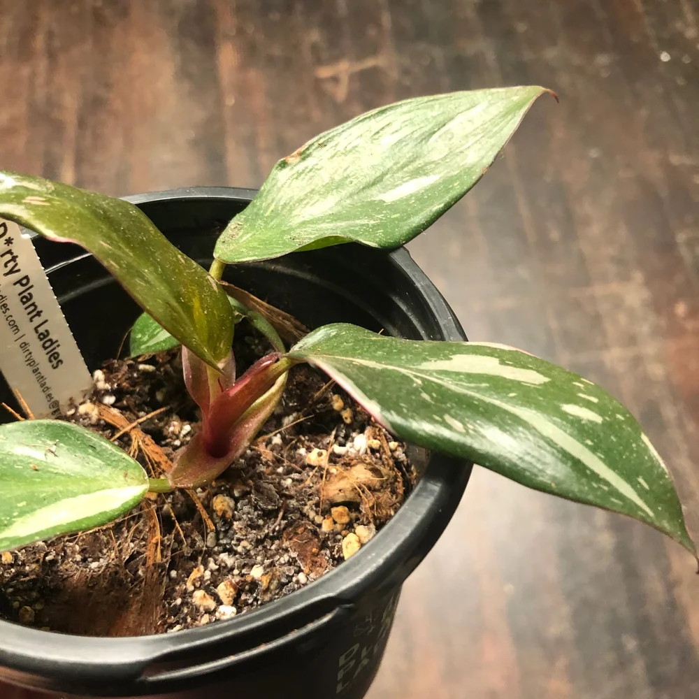 Philodendron Pink Princess (Reserved) #PPP105 — Dirty Plant Ladies