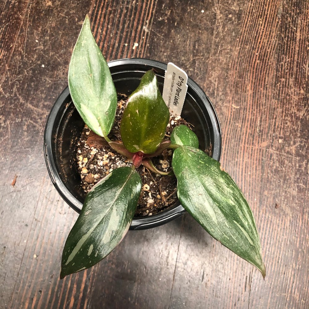 Philodendron Pink Princess (Reserved) #PPP105 — Dirty Plant Ladies