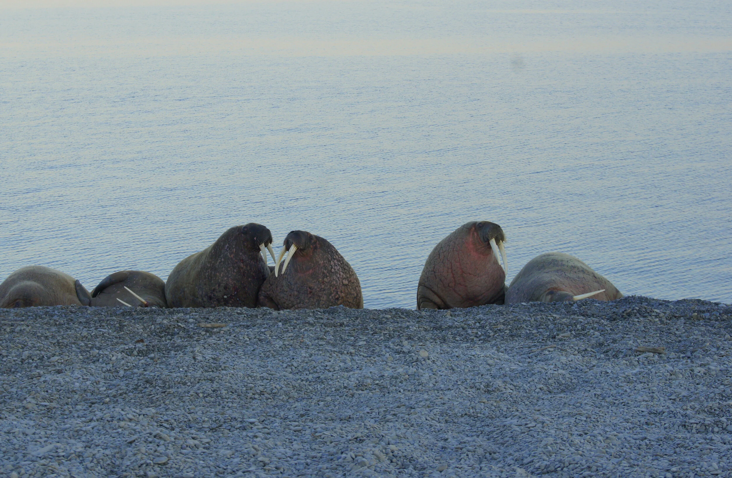 Polar Penguins Pop-quiz