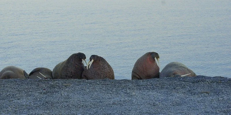 Polar Penguin Pop Quiz