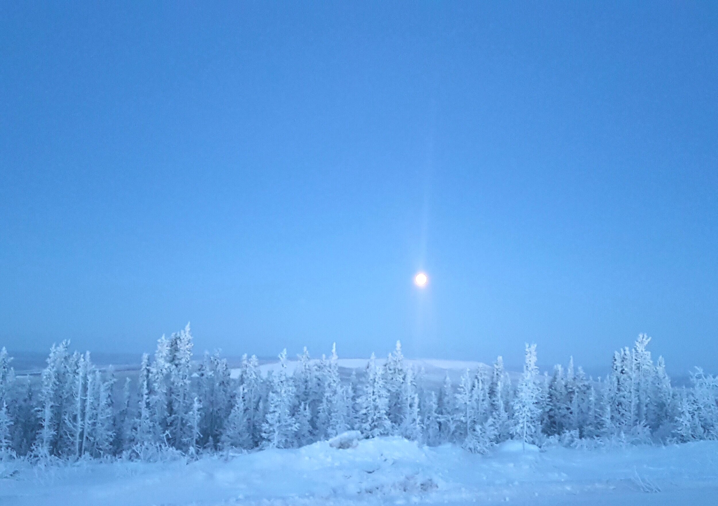 Winter, snow covered spruce trees, pale blue sky, moon setting