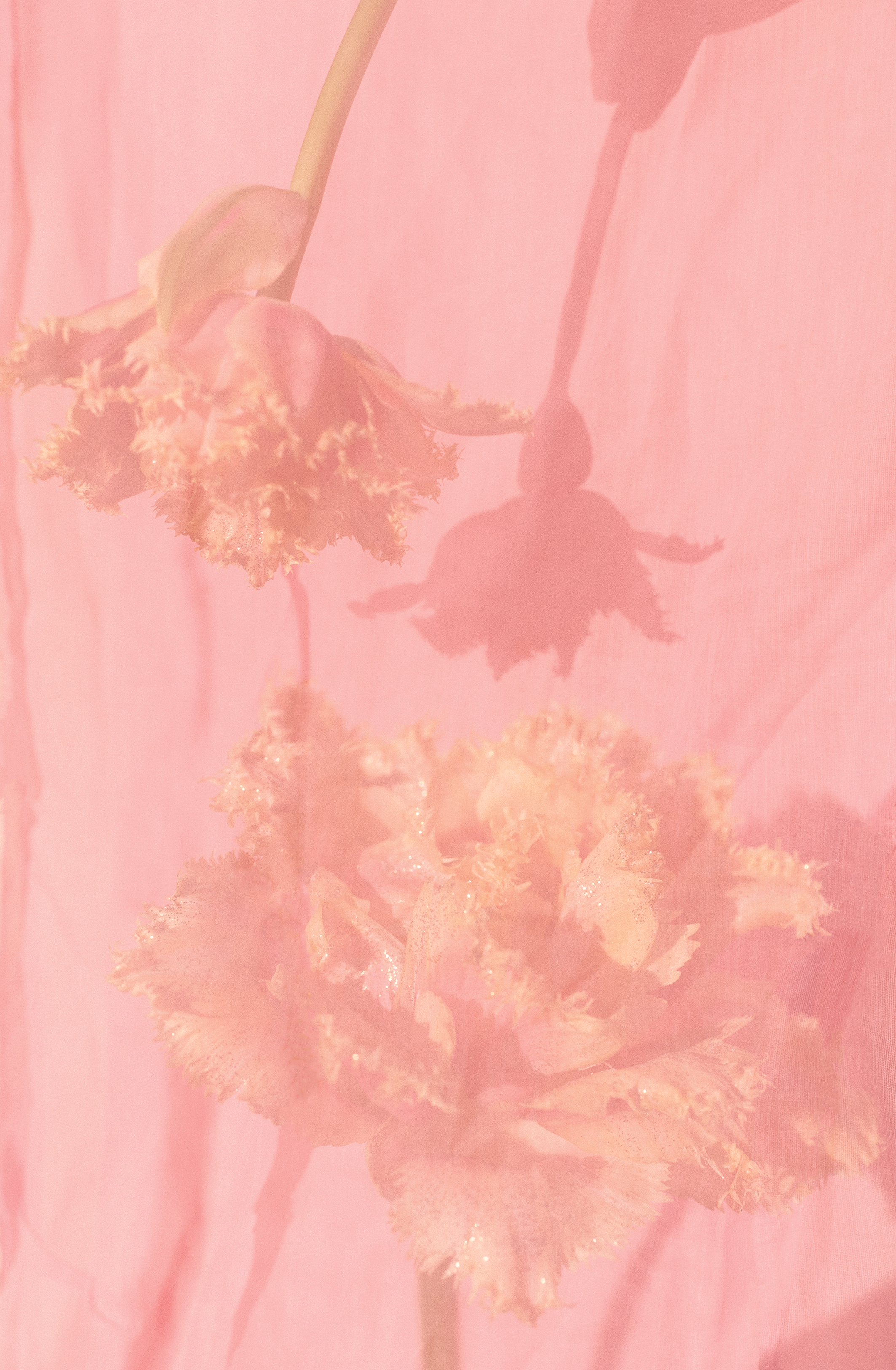 pink flowers print