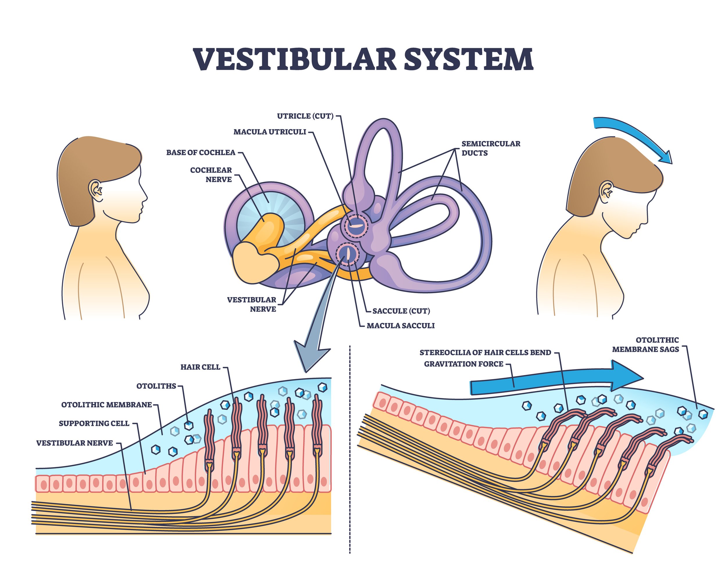 Freezing of gait Overcoming the Challenges Faced by Individuals with Biology Diagrams
