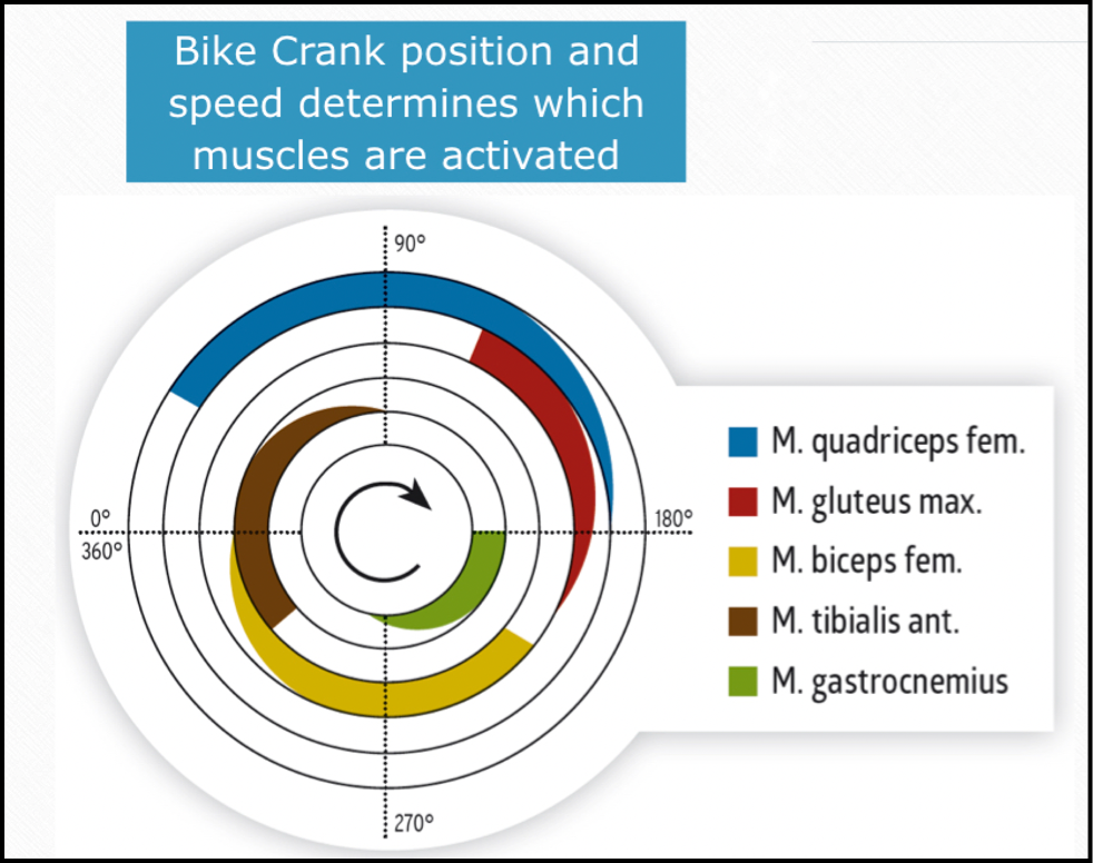 What is FES cycling? — Anatomical Concepts