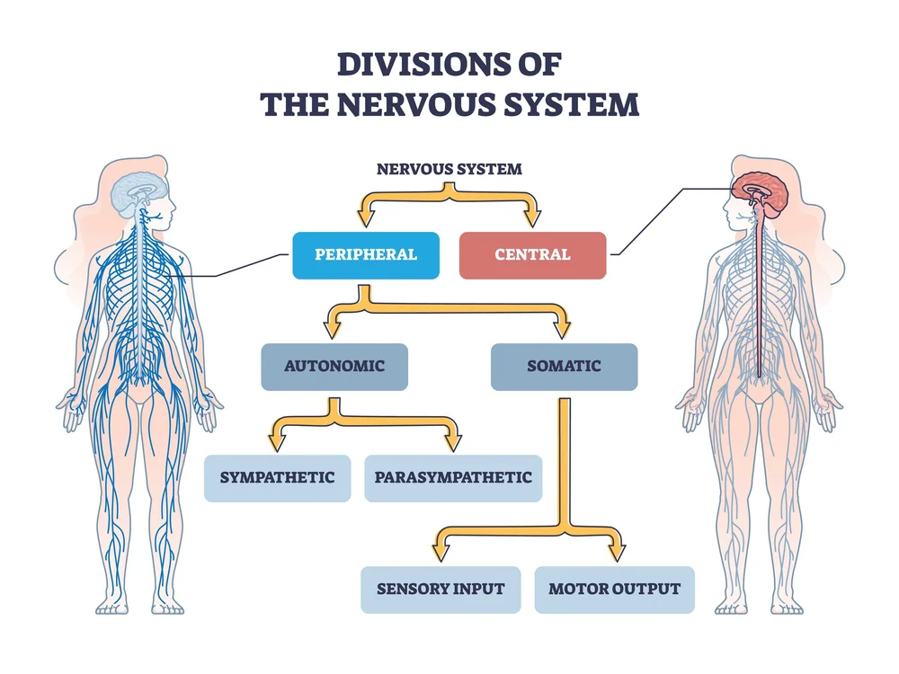 An Introduction to Transcutaneous Spinal Cord Stimulation Anatomical