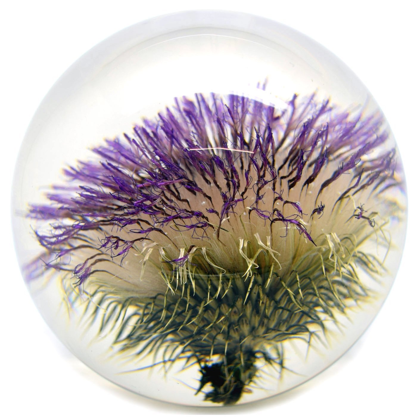 Thistle Large 02.jpg