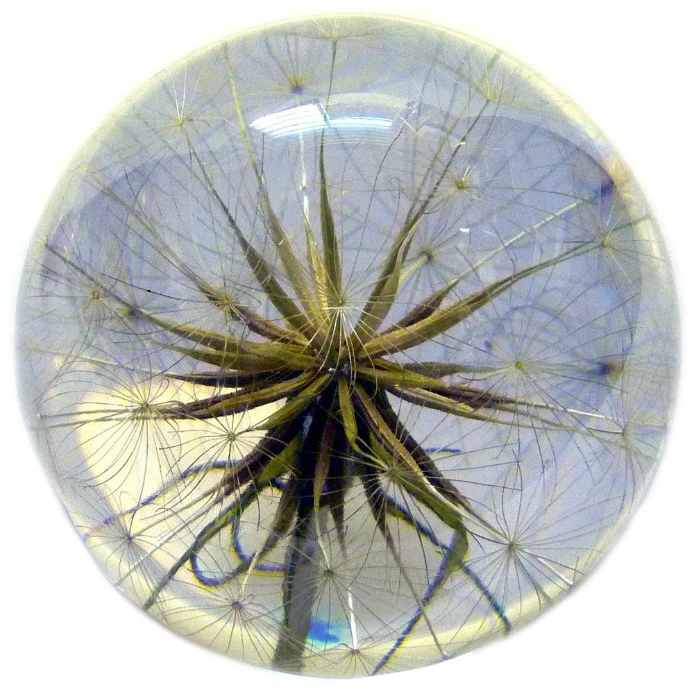 Goatsbeard Large 02.JPG